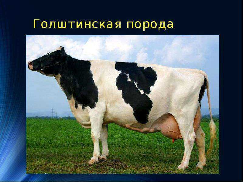 Ράτσα αγελάδων Holstein Friesian