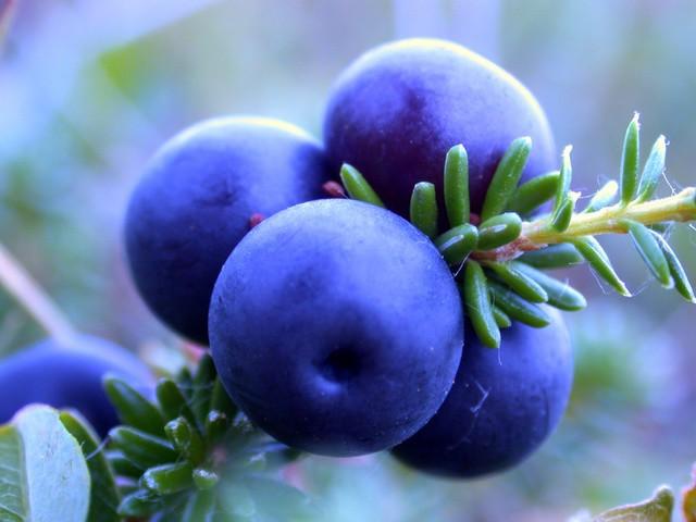 hinog na blueberries