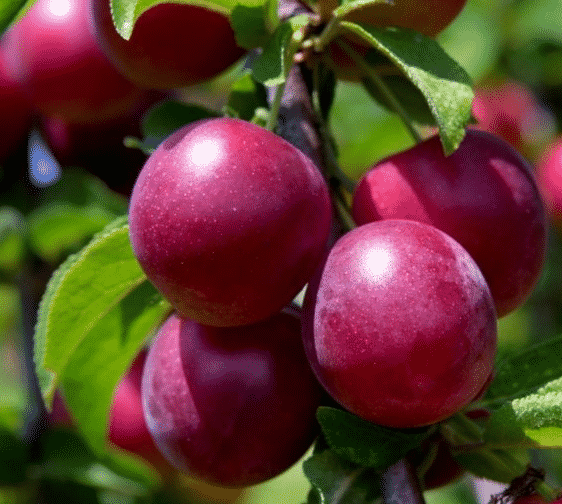 Uyskaya plum