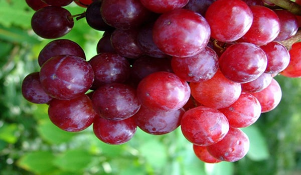 destaque de uvas