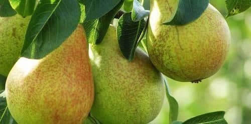 Moskvichka pear