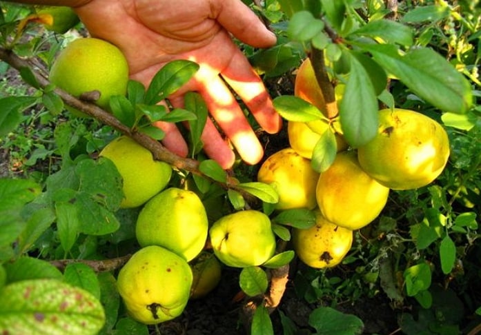 Japanese quince