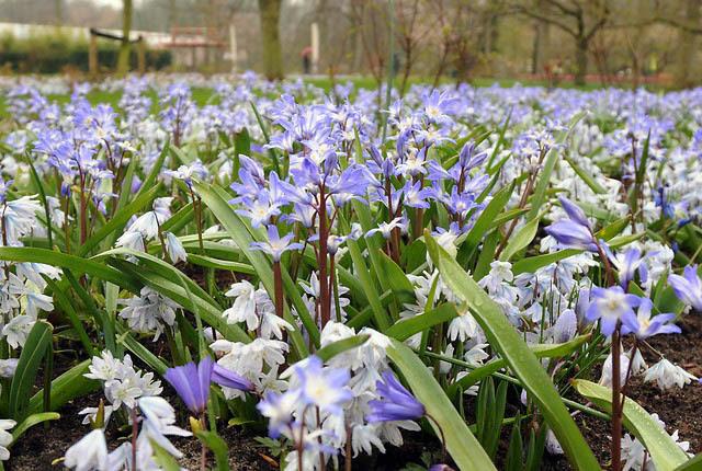 Chionodox field 