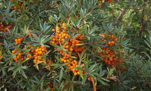 sea ​​buckthorn propagation