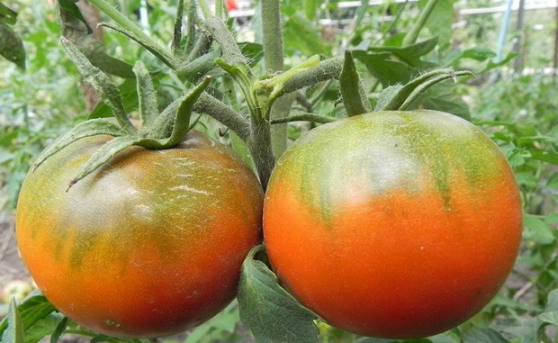 Tomatenanbau