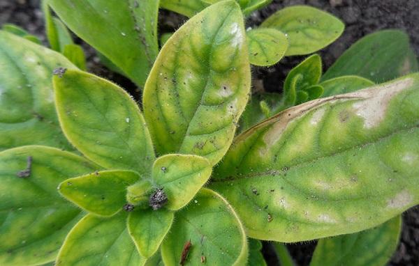  Petunia chlorosis