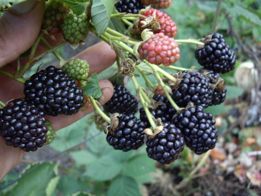 reife Brombeeren