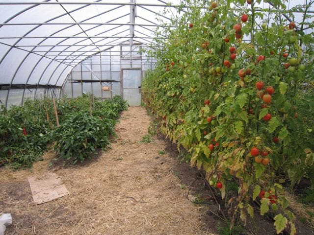 Einfluss von Tomate und Paprika