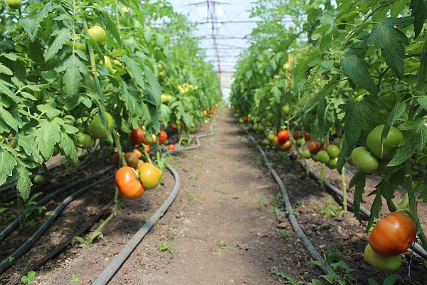 tomatoes in a greenhouse