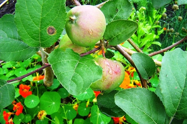 gestreifter Rossoshansky-Baum im Garten 