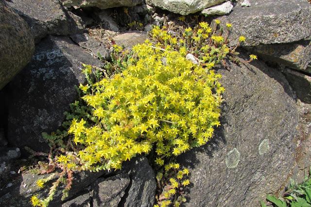 Blumen in Steinblumenbeeten 