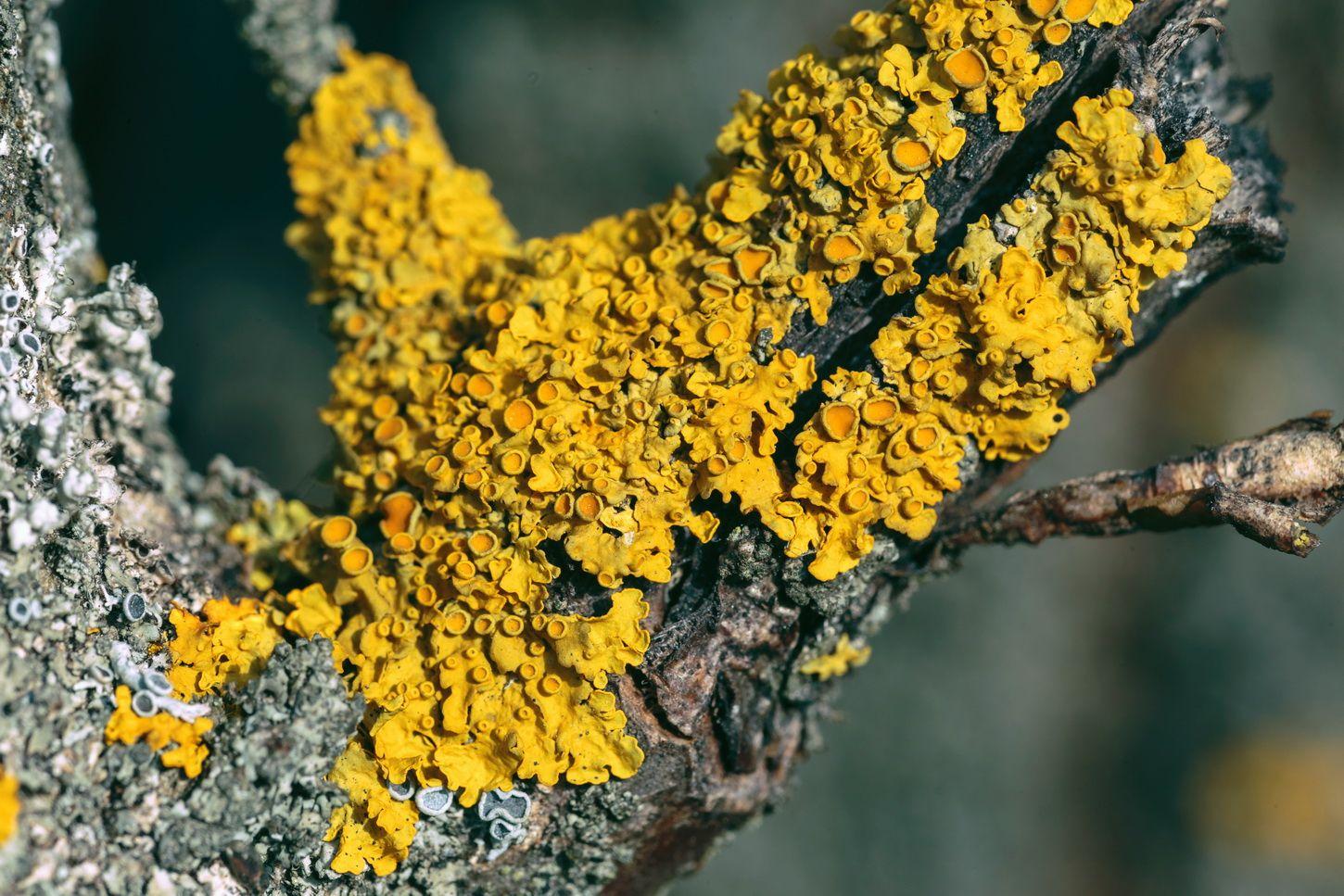 Flechten am Apfelbaum