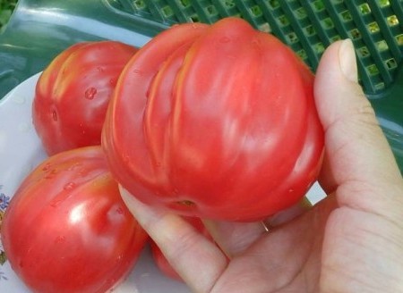 pink fig tomato