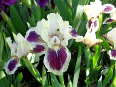 wunderschöne Iris