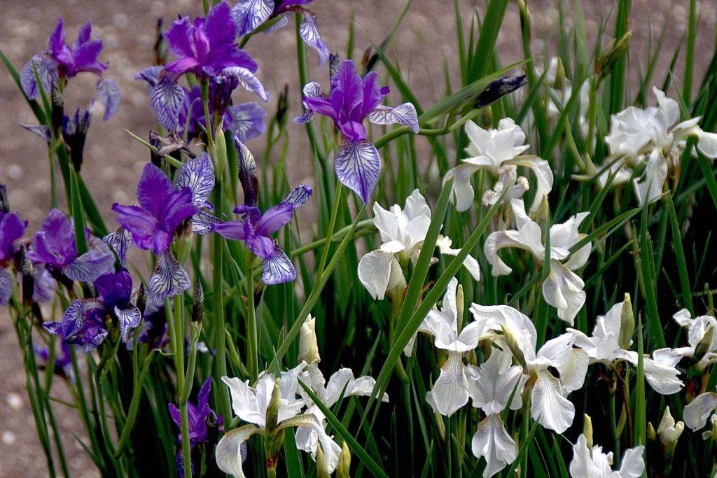 BEAUTIFUL IRISES