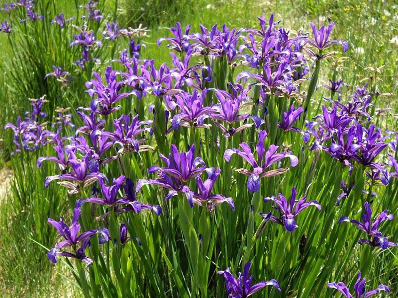 irises Spuria