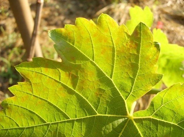 lá nho chuyển sang màu vàng