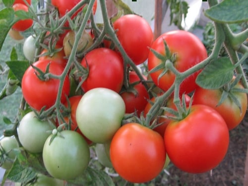 Tomatenbüsche vergänglich