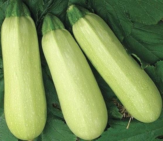 Die besten Zucchini-Sorten für 2024