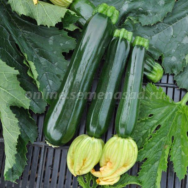 Die besten Zucchini-Sorten für 2024