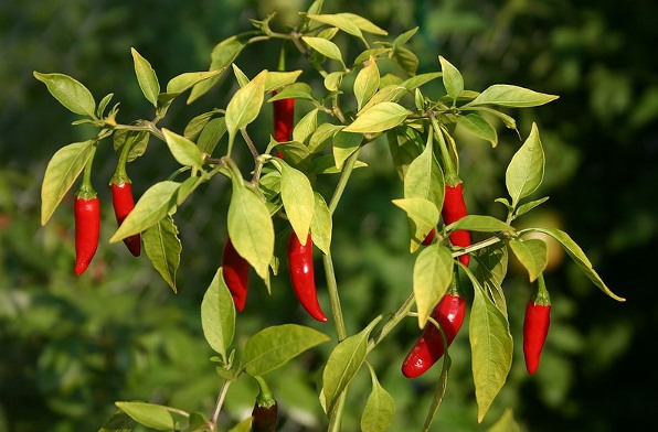 peperoncino