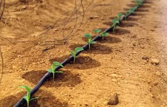 drip irrigation