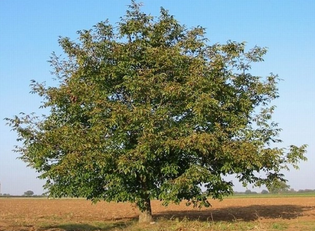 hoe een walnoot te planten