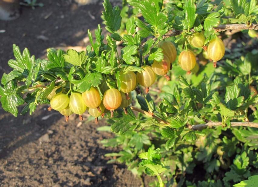 gooseberry bush