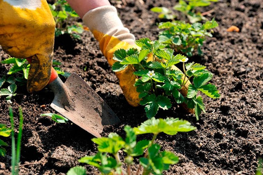 plantando morangos