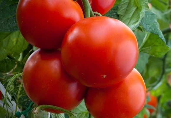 Tomatenwand im Freiland