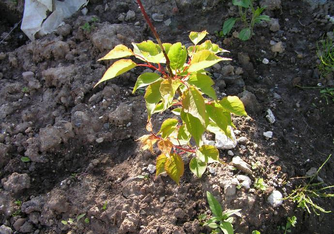 apricot planted