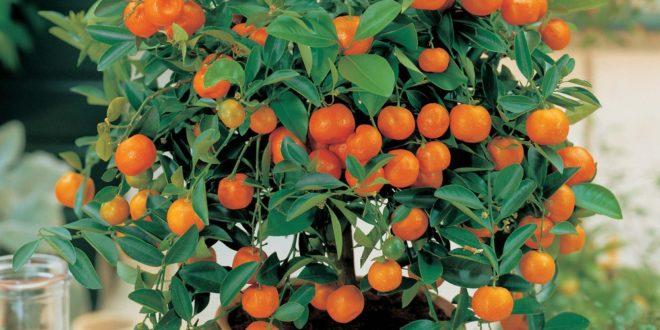 pěstování mandarinek