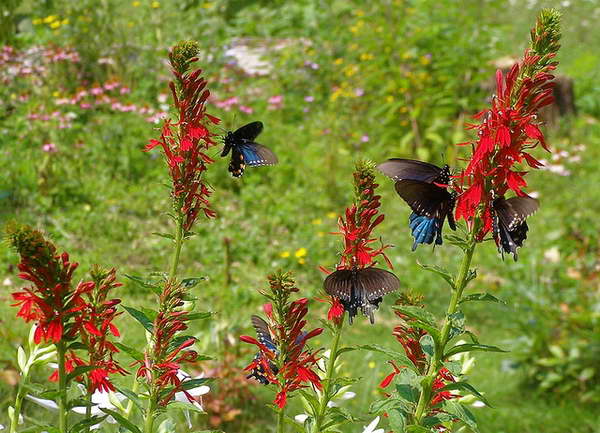 lobelia từ hạt.