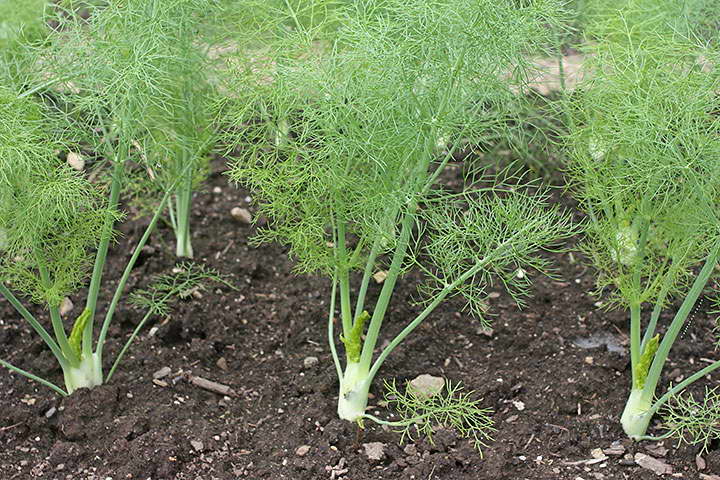 venkel planten