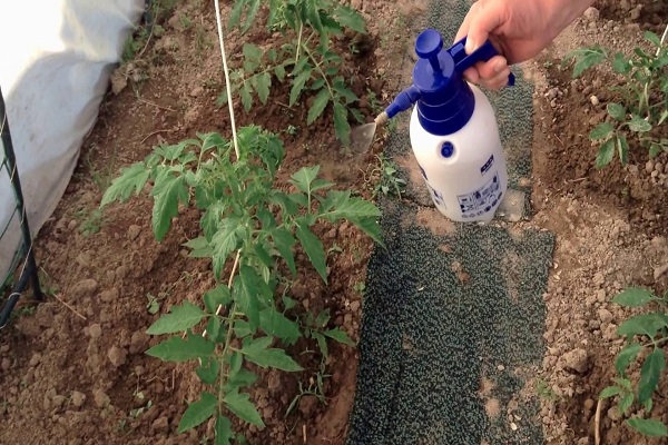 hnojiva pro rajčata 