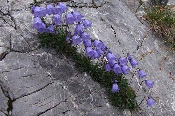 Cloche des Carpates 