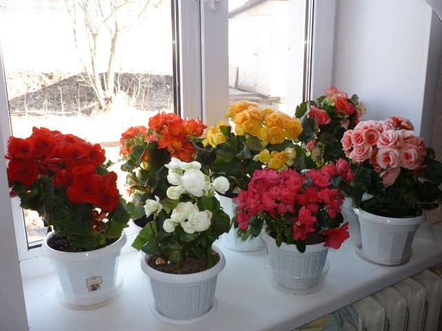 variety of begonia species