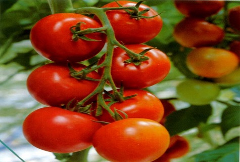 vegetables for salad 