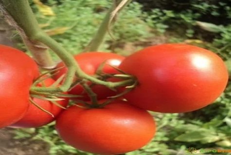 on top of a tomato 