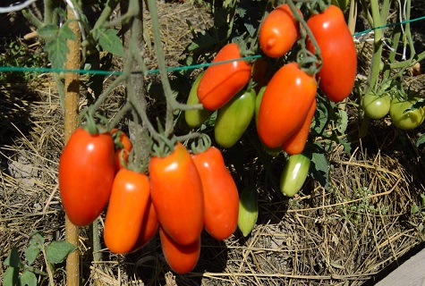 frühe Tomate 