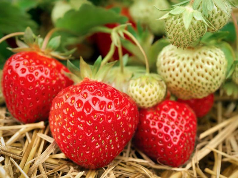 Erdbeeren mulchen