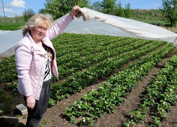 aardbeien tuin