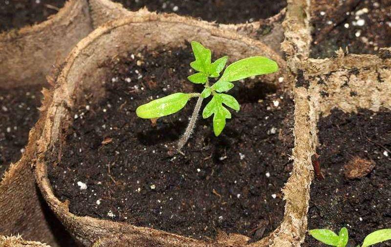 tomato seedlings