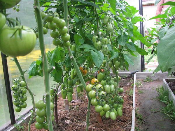 keře zelených rajčat ve skleníku