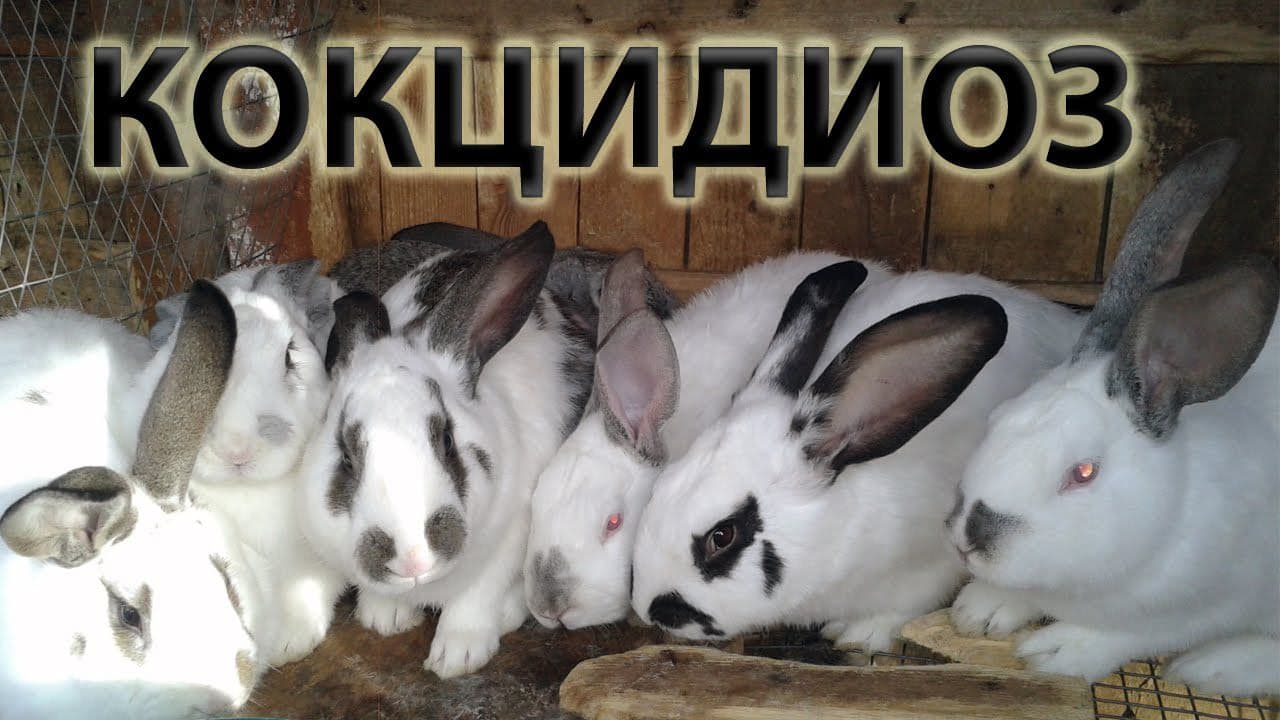 Kokcidióza králíků