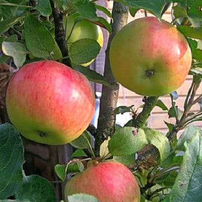 monnaie pomme en forme de colonne