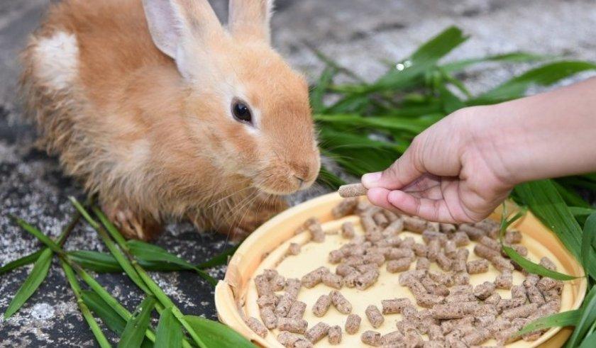 Futter für Kaninchen