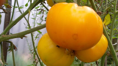 tomate rey dorado