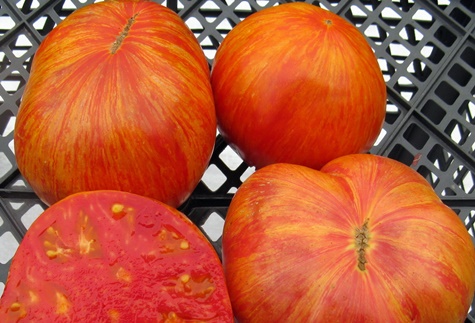 aparición del tomate Rey de la Belleza 