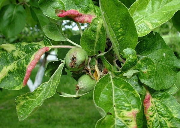 listy jabloní se stočí a zčervenají